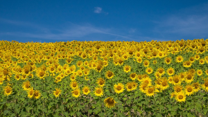 Agriculture